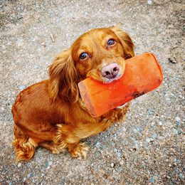 English Cocker Spaniel All Grown Up from Rooster Team One
