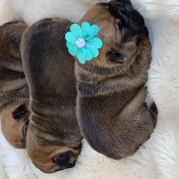 French Bulldog Puppies from Dior Dogs