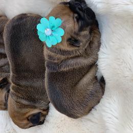 French Bulldog Puppies from Dior Dogs
