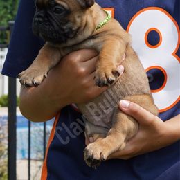 English Bulldog and French Bulldog Puppies from ClayBulldogs