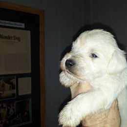 Golden Retriever and Miniature Schnauzer Puppies from Mervar Kennel