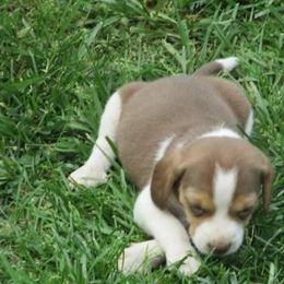 Beagle and Soft Coated Wheaten Terrier Puppies from Blueprint Beagles