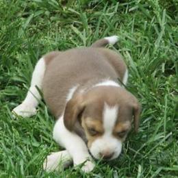 Beagle and Soft Coated Wheaten Terrier Puppies from Blueprint Beagles