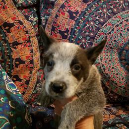 Australian Cattle Dog Puppies from Blue Coyote Ranch