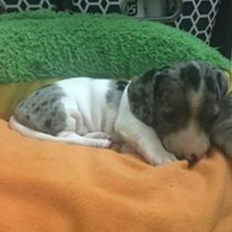 Dachshund Puppies from Crouchs Kennels & Rescue