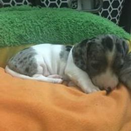 Dachshund Puppies from Crouchs Kennels & Rescue