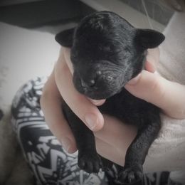 Standard Poodle Puppies from Azel Standard Poodles