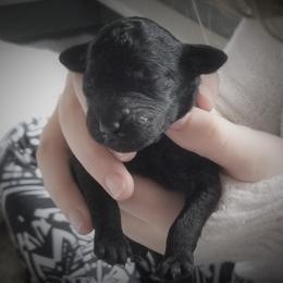 Standard Poodle Puppies from Azel Standard Poodles