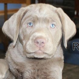 Labrador Retriever Puppies from KMC Gun Dogs