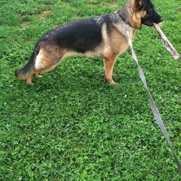 German Shepherd All Grown Up from Kelley Baron