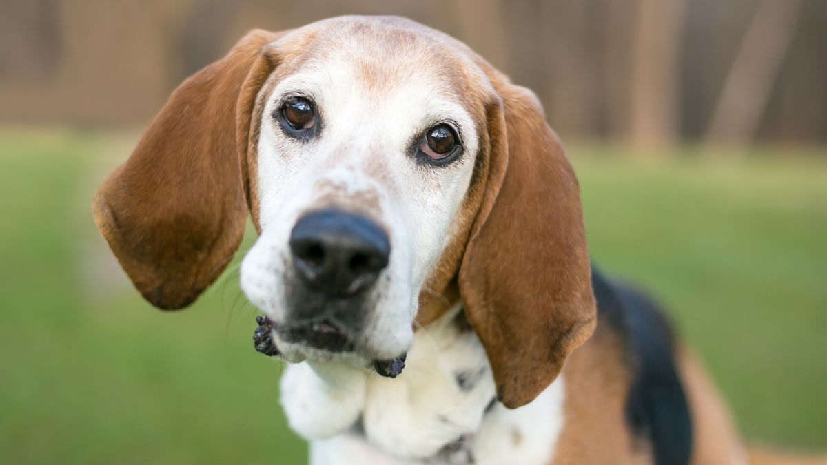 25 cute English Foxhound puppies for sale in Washington Good Dog