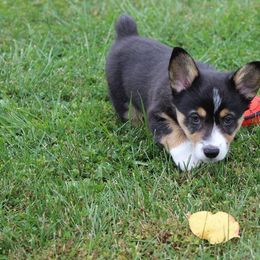 Pembroke Welsh Corgi Puppies from Pembrokes of Walnut Creek