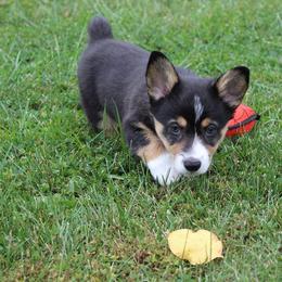 Pembroke Welsh Corgi Puppies from Pembrokes of Walnut Creek