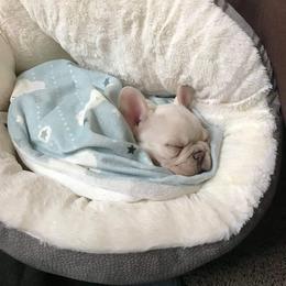 French Bulldog Puppies from PHP's Starbulls