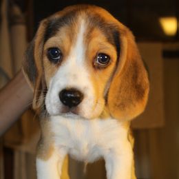 Beagle Puppies from Copper Sky Beagles