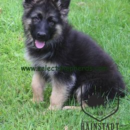German Shepherd Puppies from Select Shepherds