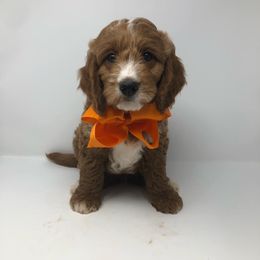 Goldendoodle Puppies from Curlydoodles