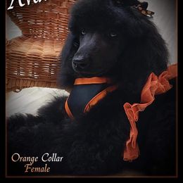 Poodle Puppies from Countryside Standard Poodles