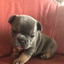 French Bulldog Puppies from Kansas French Bulldogs
