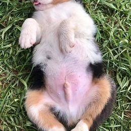 Blue Moon Mini Aussies breeder of 