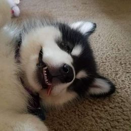Alaskan Malamute Puppies from Kaylatee Alaskan Malamutes