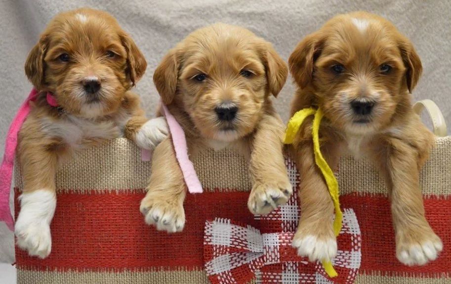 Fox creek farm store goldendoodles