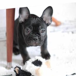 French Bulldog and Pembroke Welsh Corgi Puppies from Laurel Canyon Kennels