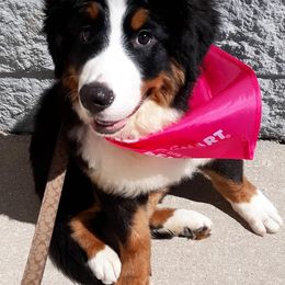Bernese Mountain Dog Puppies from Pasch’s beautiful bernese