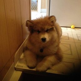 Alaskan Malamute Puppies from Kaylatee Alaskan Malamutes