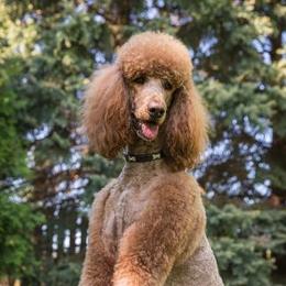 Dante - Poodle
