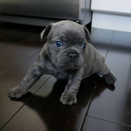 French Bulldog Puppies from French Pup