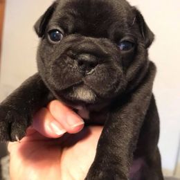 French Bulldog Puppies from PJG Country Life Kennels