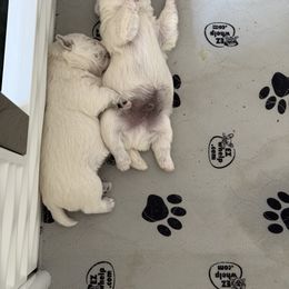 West Highland White Terrier Puppies from Red Rock Farms