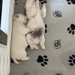 West Highland White Terrier Puppies from Red Rock Farms