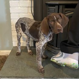Bella - German Shorthaired Pointer puppy in Glastonbury, Connecticut from Fox Hollow Homestead