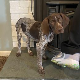 Bella - German Shorthaired Pointer puppy in Glastonbury, Connecticut from Fox Hollow Homestead