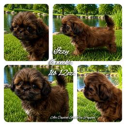 Willow - Red female Shih Tzu puppy in Maize, Kansas from Air Capital Shih Tzu Puppies