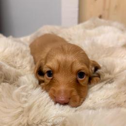 Cider 3750 - Cream male Dachshund puppy in Mayville, Michigan from Teenie Little Hearts