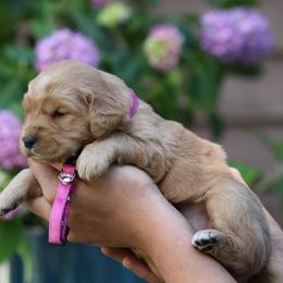 Sage - Golden female Golden Retriever puppy in Payette, Idaho from Stonewick Retrievers