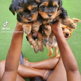 Silky Terrier and Yorkshire Terrier Puppies from Andre's Yorkshire Terriers