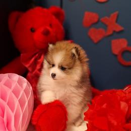 Pippa - Orange sable female Pomeranian puppy in Tampa, St Petersburg, Florida from Diana's Pomeranians