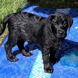 Labrador Retriever Puppies from Lorlyn Labradors