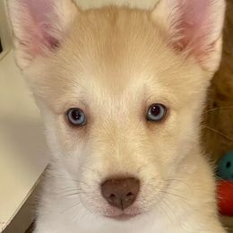 Girl 1 - Merle Pomsky puppy in Philippi, West Virginia from Icelandic Thunder