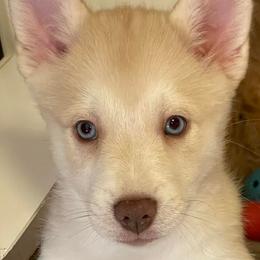 Girl 1 - Merle Pomsky puppy in Philippi, West Virginia from Icelandic Thunder