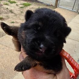 Summit (Orange Collar) - Black and tan male German Shepherd puppy in Roanoke, Alabama from Von Schönen Träumen German Shepherds