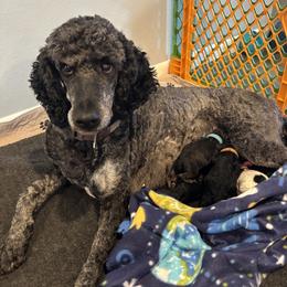 Greta - Poodle
