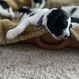 Aussiedoodle Puppies from Deason Doodles