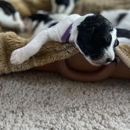 Aussiedoodle Puppies from Deason Doodles