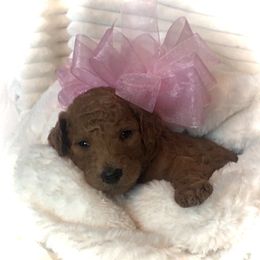 Poodle Puppies from Prissy Pants Poodles LLC