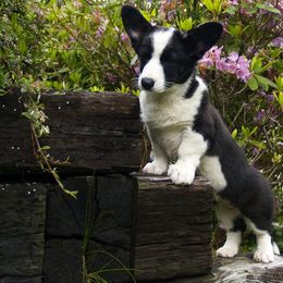 Cardigan Welsh Corgi Puppies from Raglan Cardigans